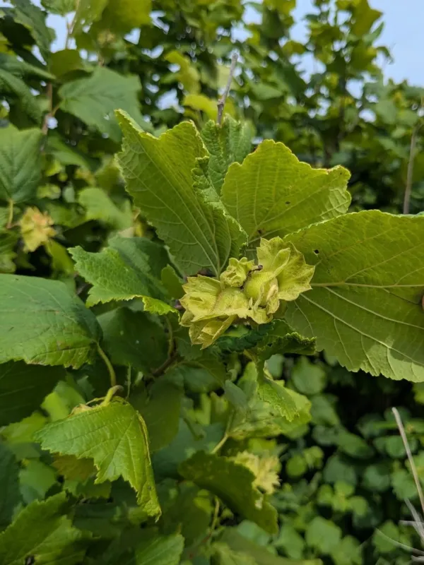 Siberian hazel