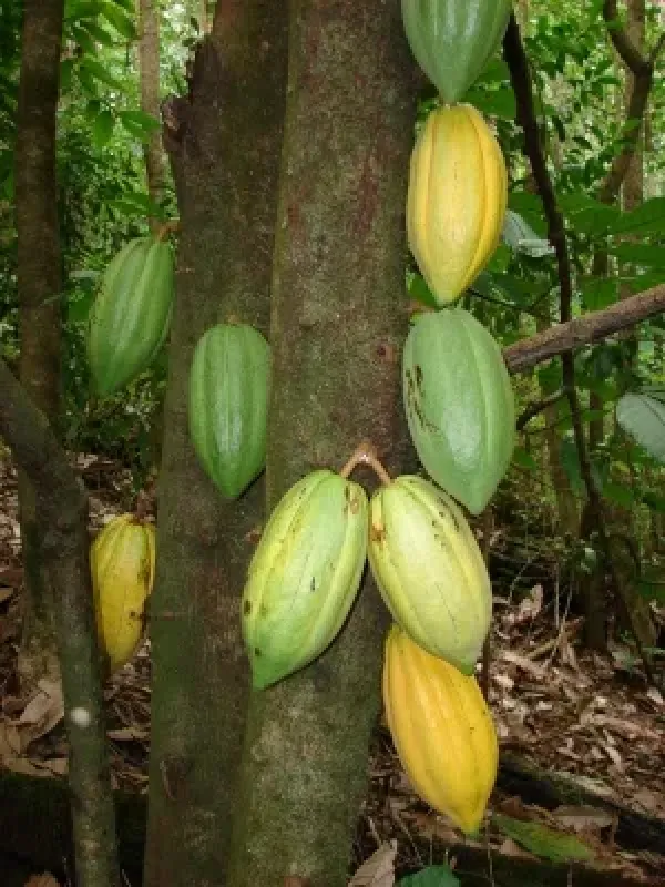 Theobroma pentagonum