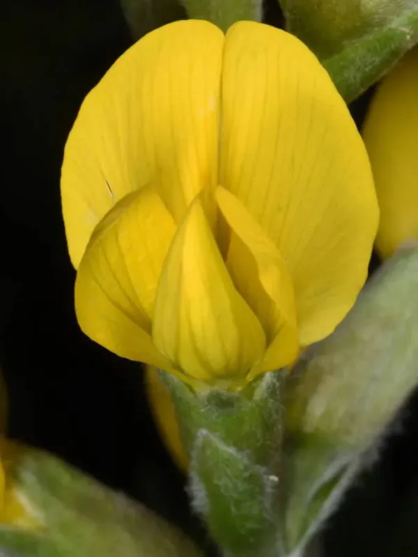 Thermopsis fabacea