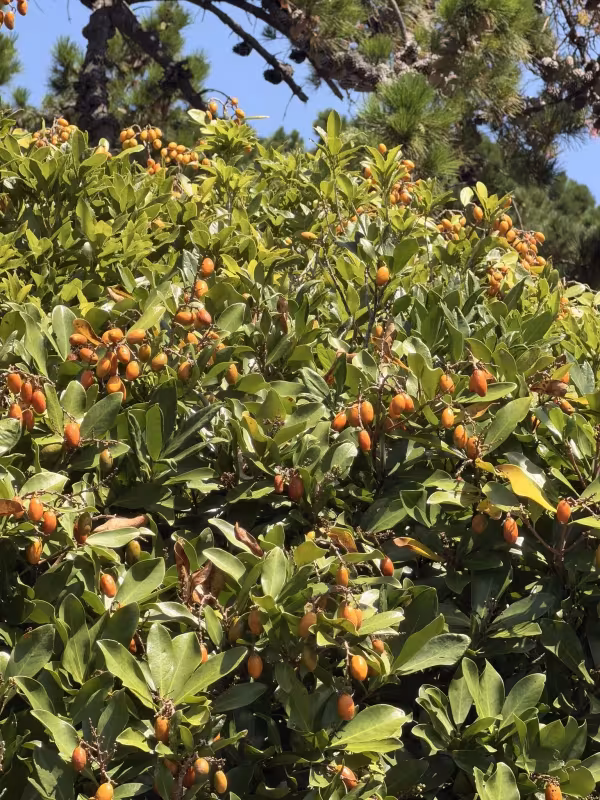 Corynocarpus