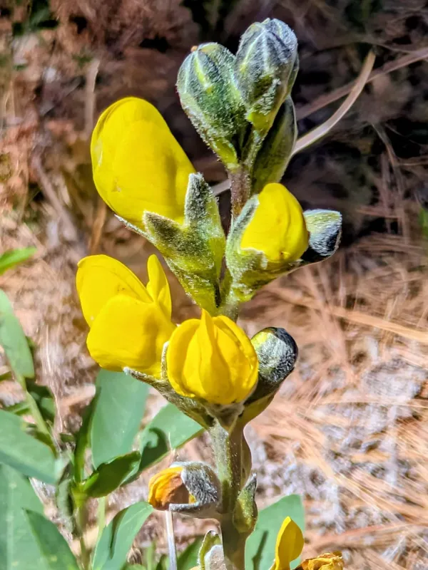 Thermopsis montana