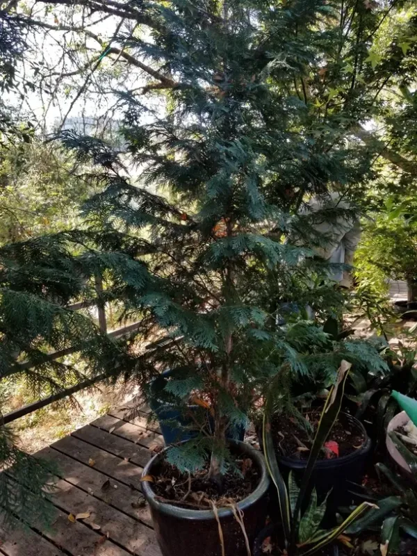 Korean thuja