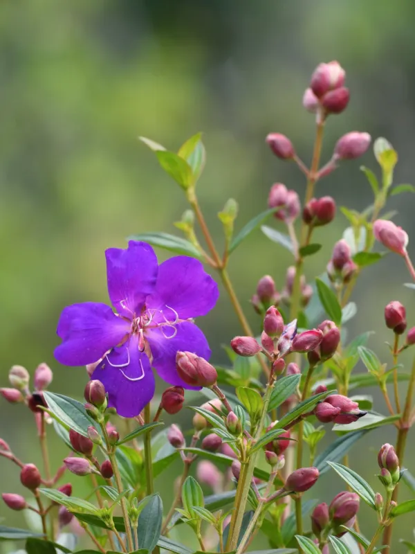 Tibouchina semidecandra