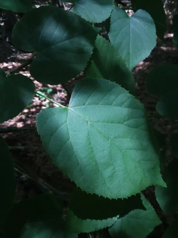 Carolina basswood