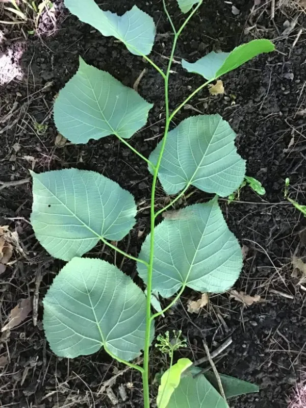 American basswood