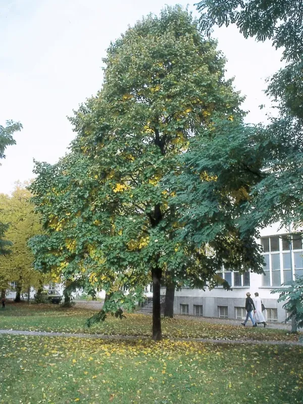 Warsaw linden