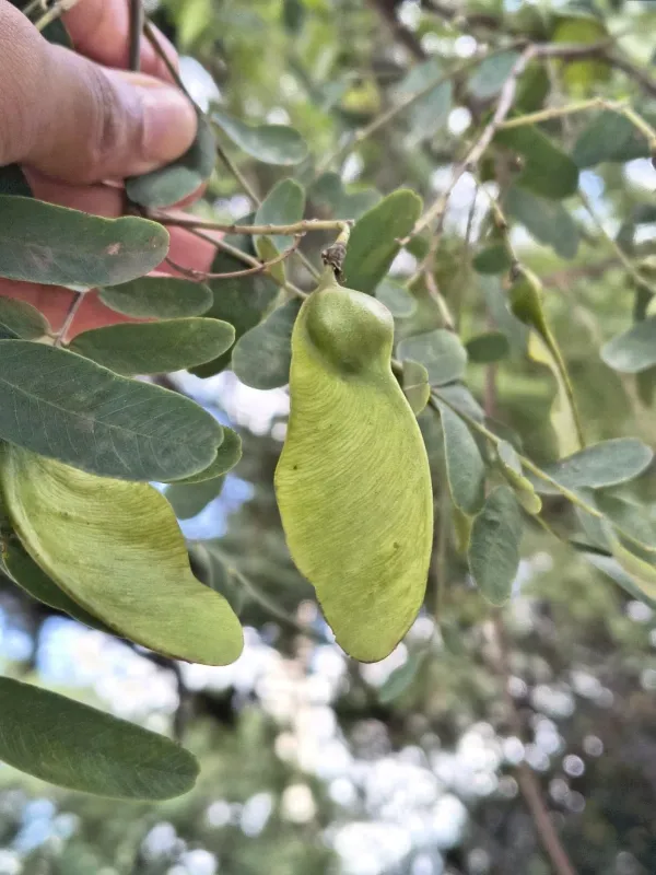 Tipuana