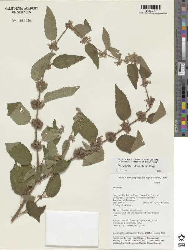 Triumfetta tomentosa