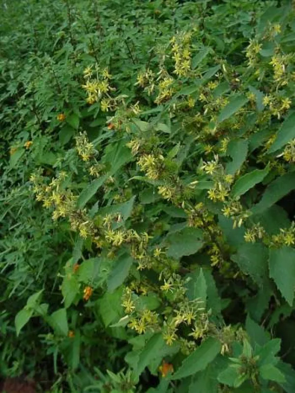 Triumfetta suffruticosa