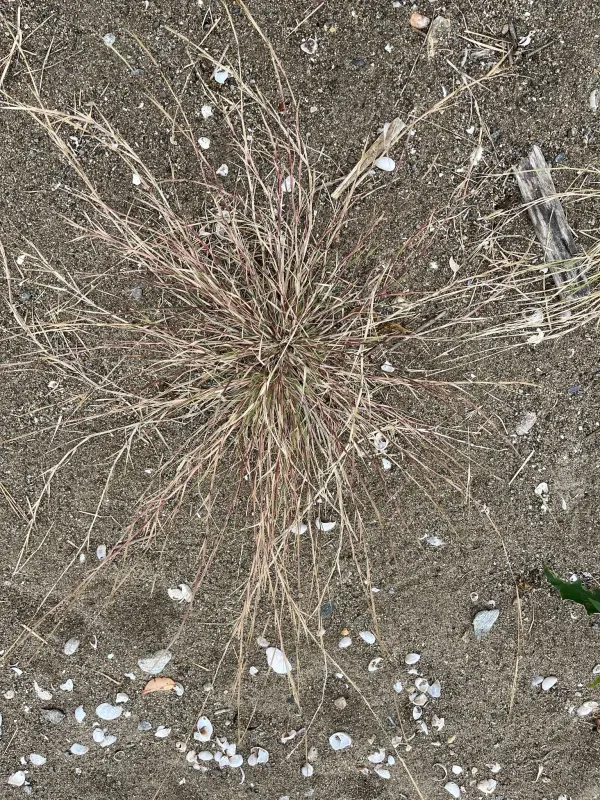 Purple sandgrass