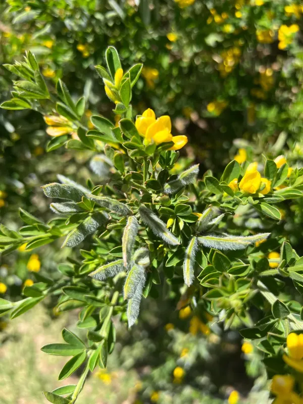 Montpellier broom