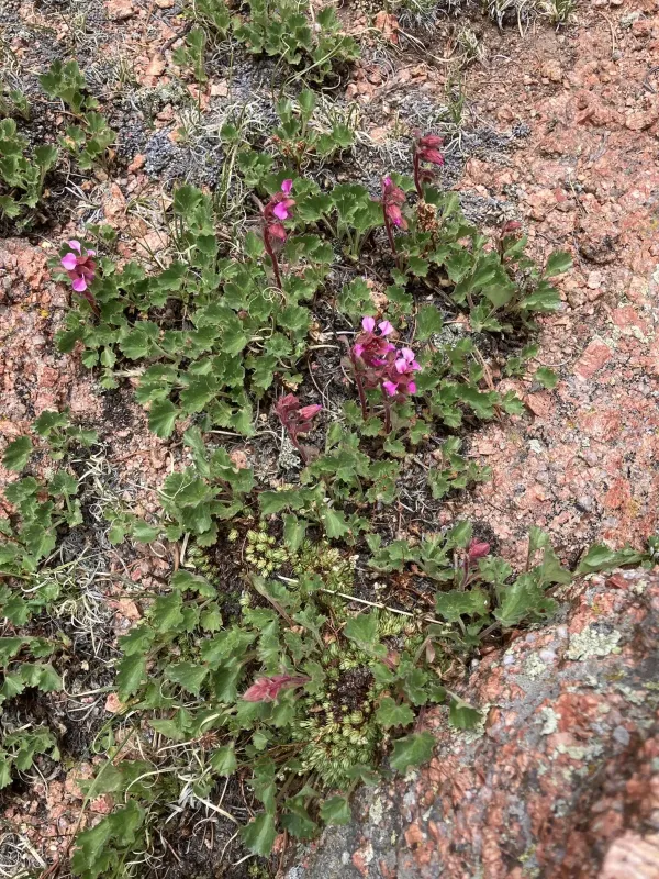 Telesonix jamesii