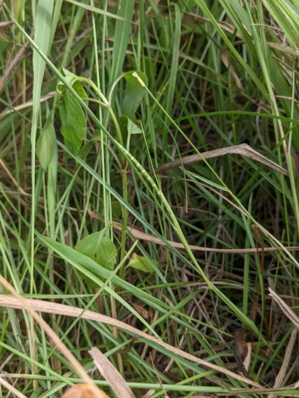 Thaumastochloa cochinchinensis