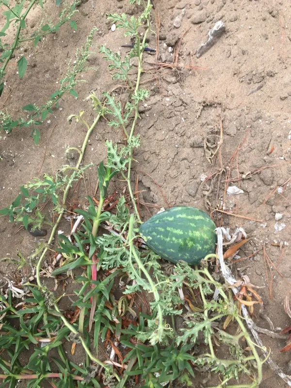 Watermelon