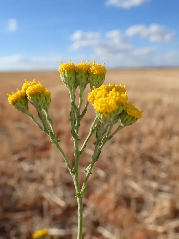 Vogtia microphylla