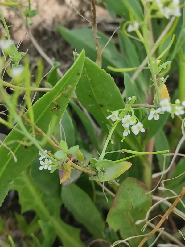 Thellungiella salsuginea