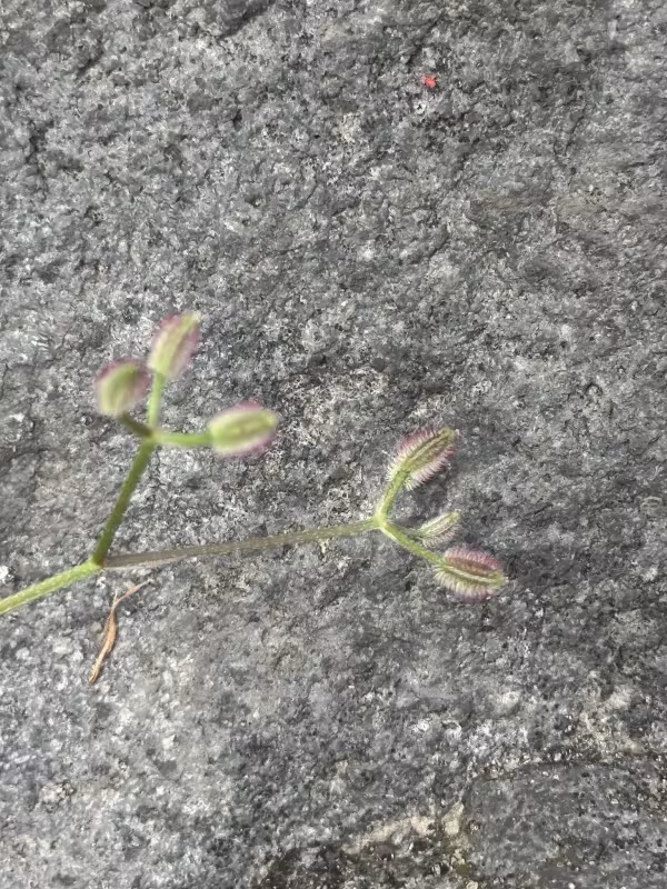 Torilis scabra
