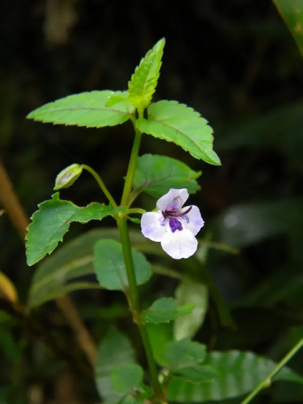 Torenia courtallensis