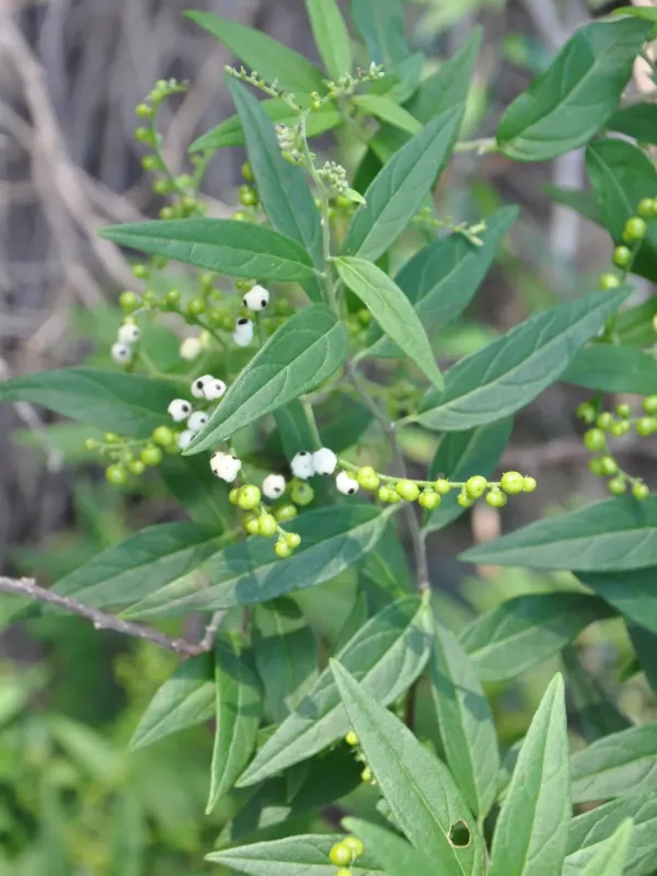 Tournefortia poliochros
