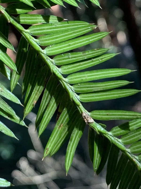 Japanese nutmeg yew