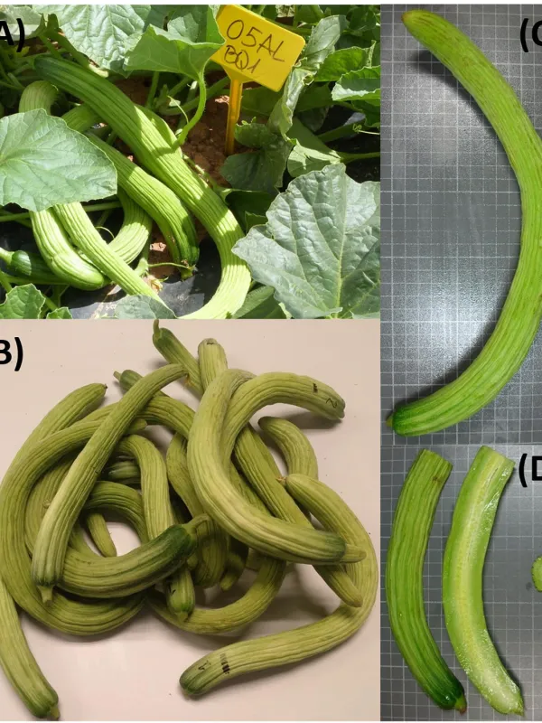 Cucumis ficifolius and Cucumis myriocarpus hybrids