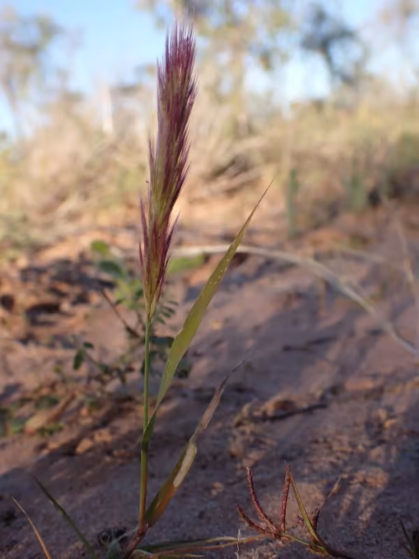 Triraphis mollis