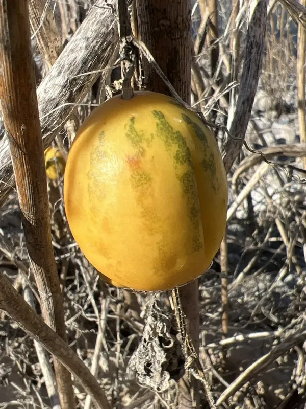 Melon