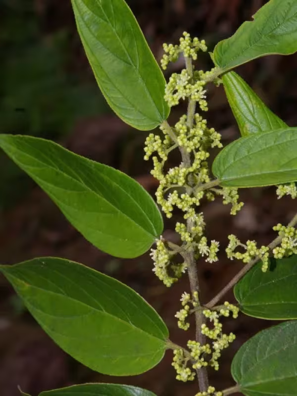 Trema micrantha