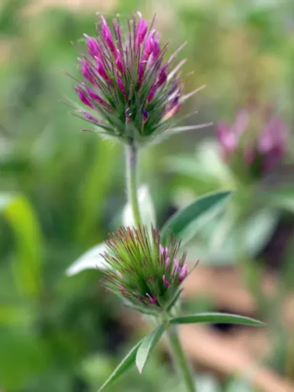 Beautiful clover