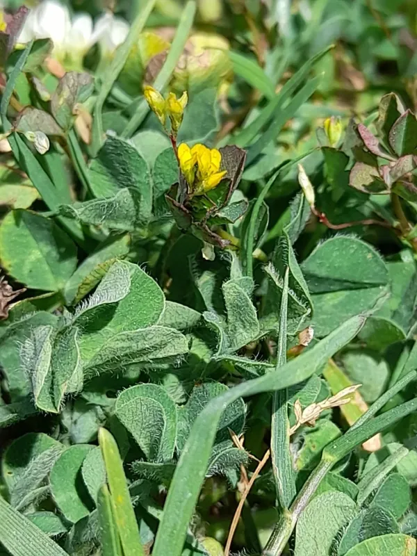 Suckling clover