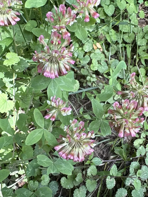 Buffalo clover