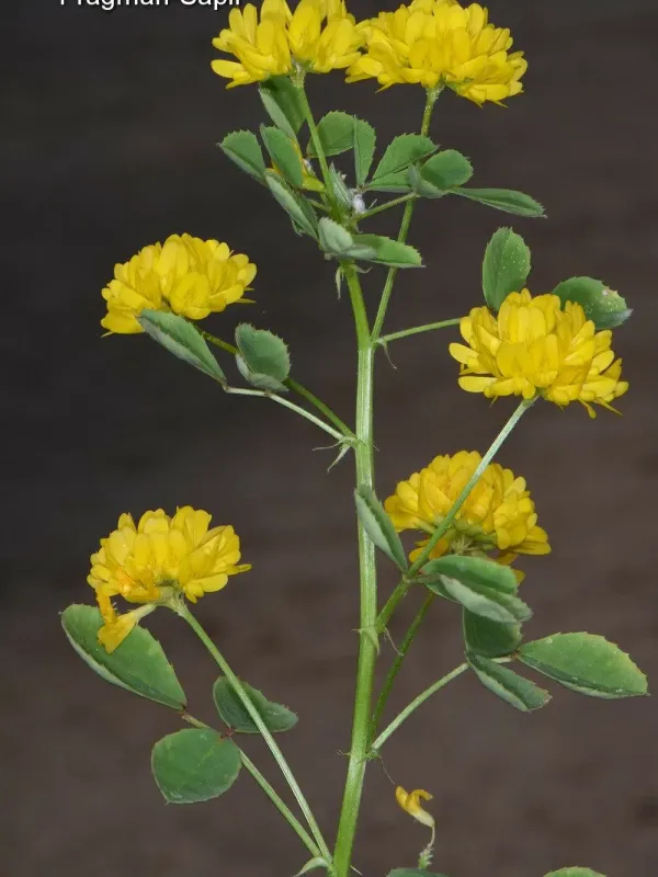 Syrian fenugreek