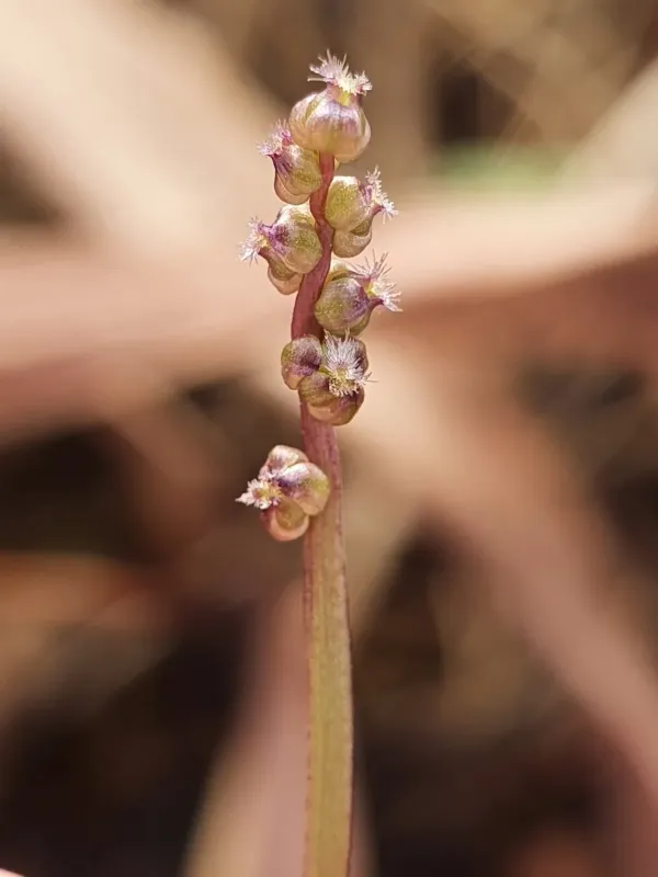 Loose-flowered arrowgrass