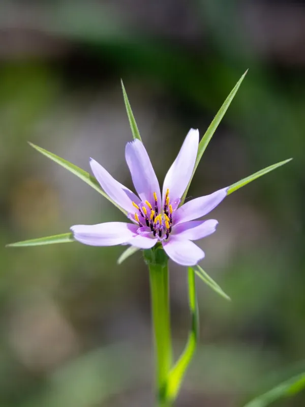 Geropogon hybridus