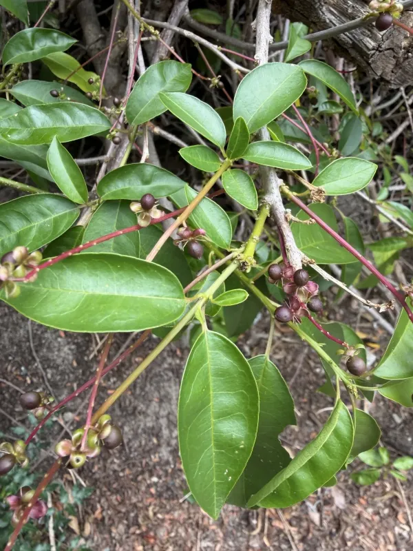 Trichostigma octandrum