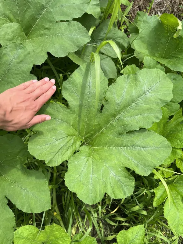 Zucchini