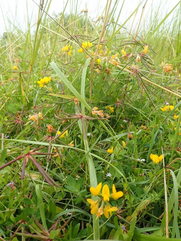 Tetragonolobus