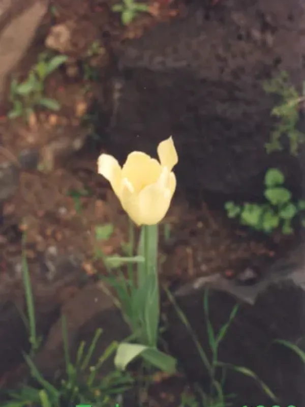 Armenian tulip