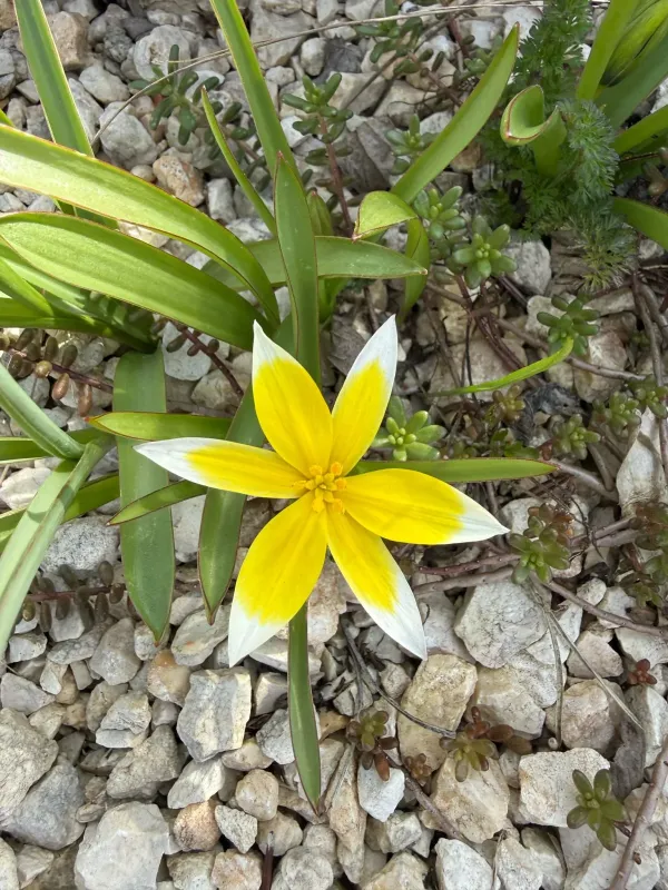 Late tulip