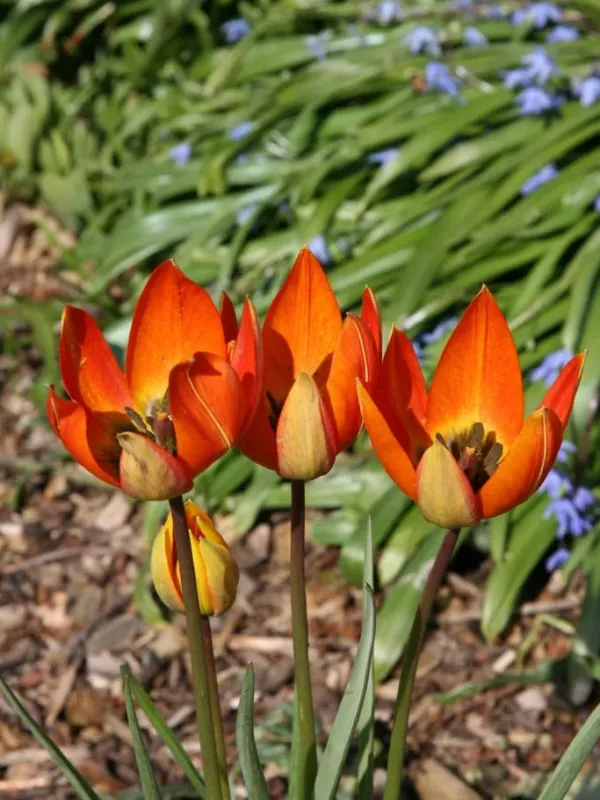 Тюльпан Вітталя