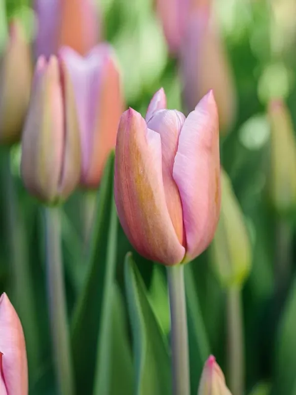 Triumph Tulip