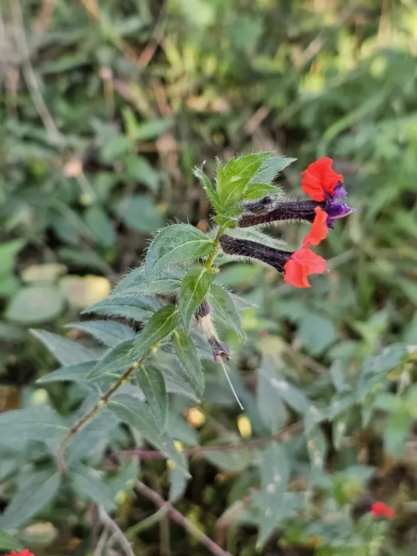 Cuphea llavea