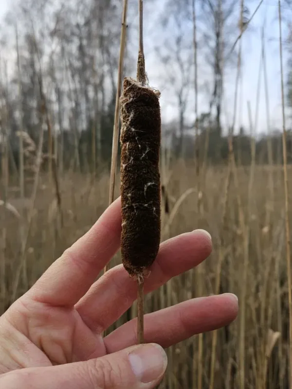 Рогіз вузьколистий