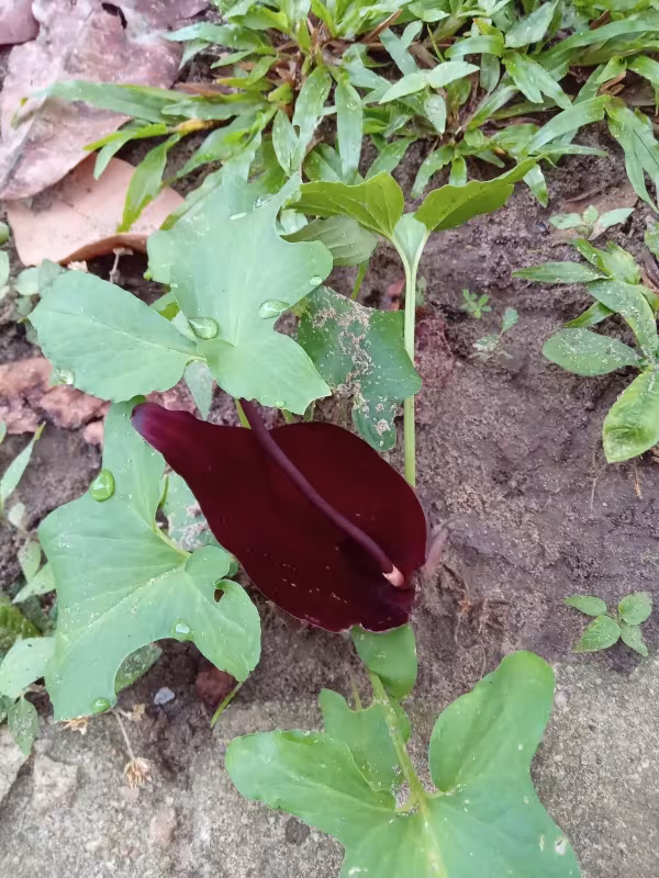 Typhonium roxburghii