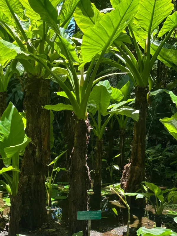 Typhonodorum lindleyanum