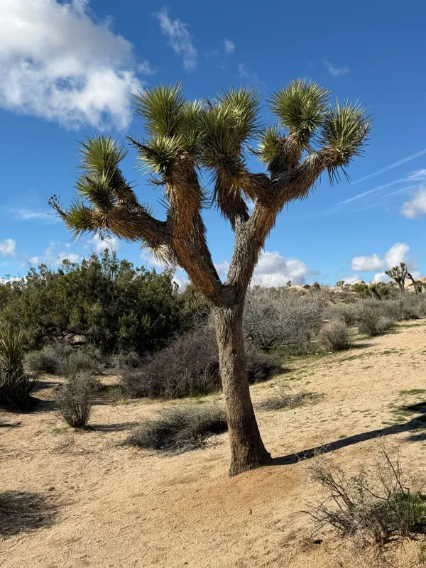 Joshua tree