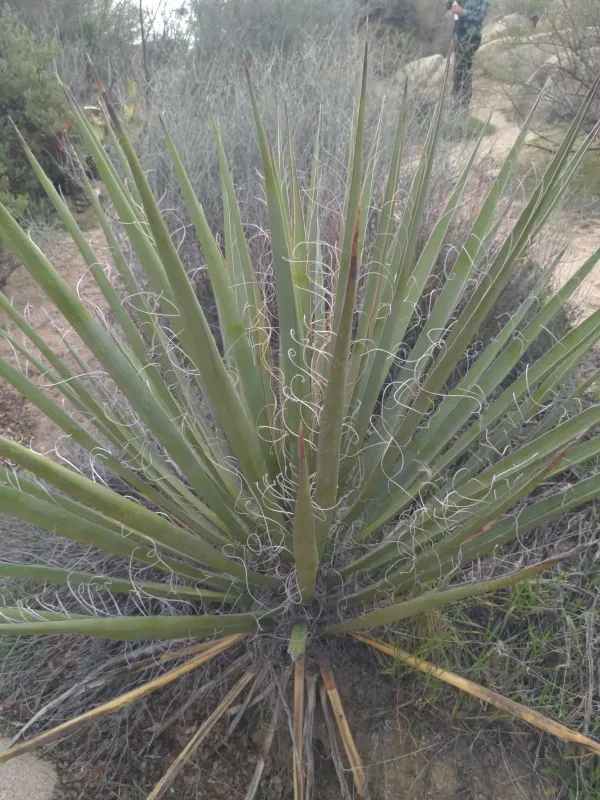 Mojave yucca