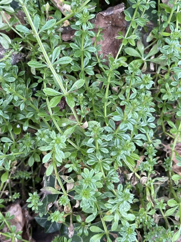 Cleavers