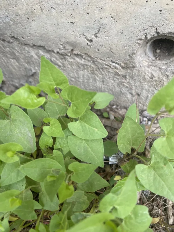 Black-bindweed