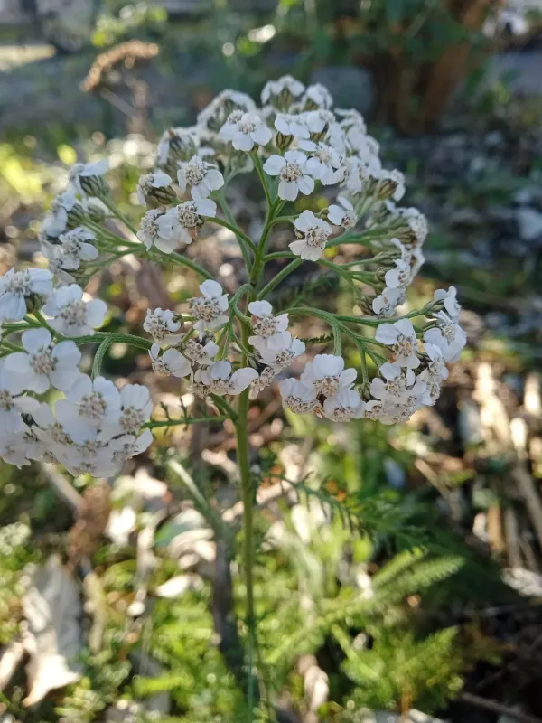 Common yarrow